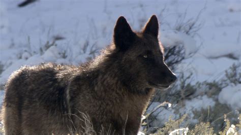 Well-known wolf "Spitfire" killed outside Yellowstone National Park - 60 Minutes - CBS News