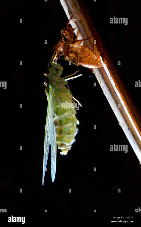 A Close Up Image Of Emerging Green Cicada Stock Photo Alamy