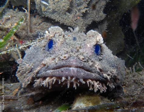 Sorprendentes Estos Son Los Peces M S Raros Del Mundo Tn