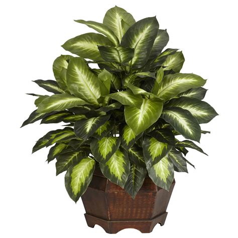 19 inch Golden Dieffenbachia in Planter | 6639