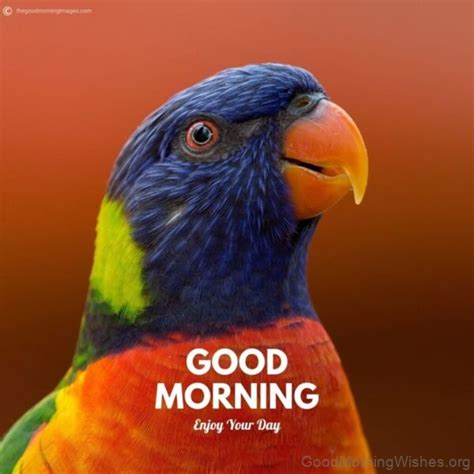 20 Beautiful Good Morning With Parrot Good Morning Wishes