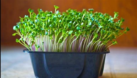 Як вирощувати мікрозелень (мікроґрін ) | Microgreens, Growing ...