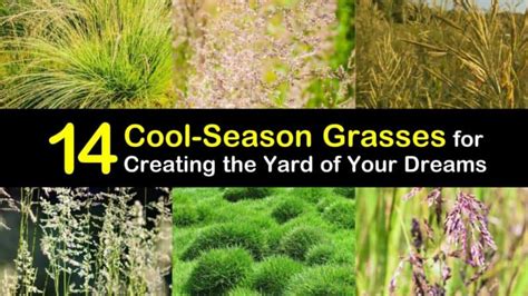 14 Cool Season Grasses For Creating The Yard Of Your Dreams