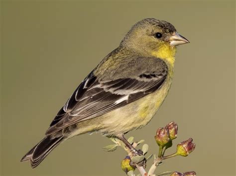 Lesser Goldfinch - NestWatch