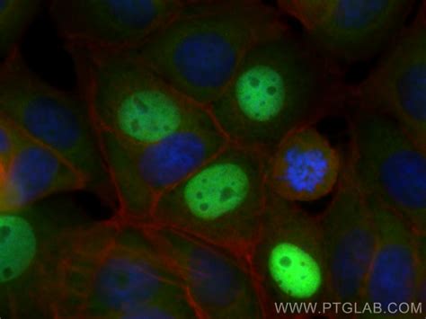 P21 antibody (CL488-10355) | Proteintech