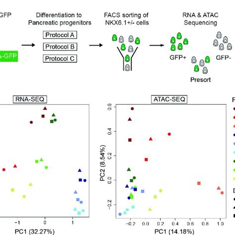 Global Gene Expression And Chromatin Accessibility Analysis Of