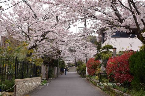 鎌倉 浄妙寺へ 桜のトンネル 写真素材 5002712 フォトライブラリー Photolibrary