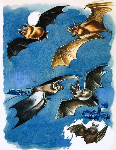 Different species of bat stock image | Look and Learn