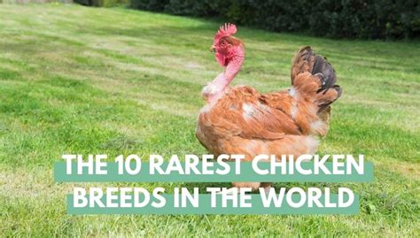 The 10 Rarest Chicken Breeds In The World Eco Peanut