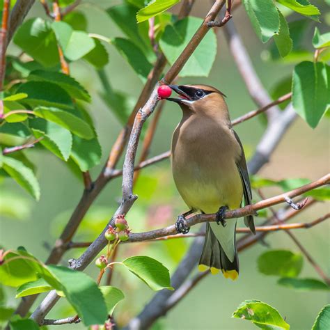 BC SPCA photo contest captures the beauty of local wildlife | BC SPCA