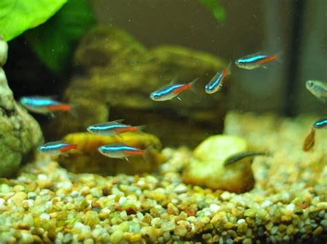 How Many Neon Tetras In A 10 Gallon Tank The Pet Town