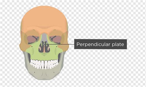 How Many Bones In The Face And Head Skull Cranium And Facial Bones