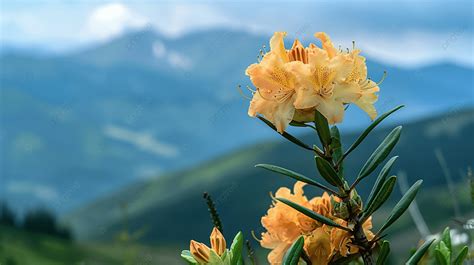 Latar Belakangbunga Emas Yang Indah Rhododendron Aureum Di Latar