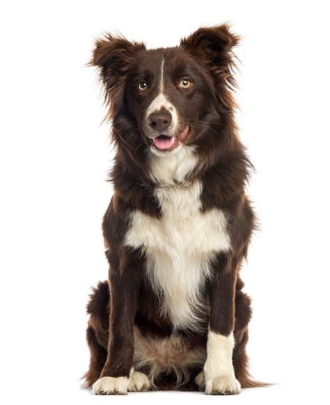 Premium Photo Border Collie Sitting Isolated On White