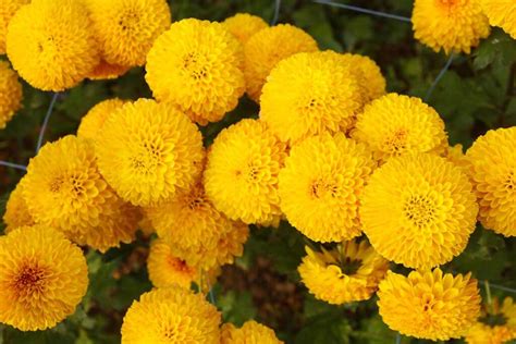 Marigold Flower Tagetes Growing Guides Tips And Information