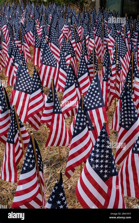 Rows Of Small American Flags In The Ground In Celebration Of American