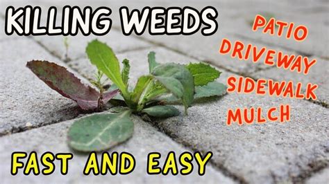 Killing Patio Weeds And Grass Fast And Easy Sidewalk Driveway