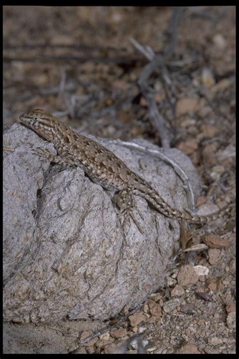 Side Blotched Lizard Reptiles Of Fort Bowie Nhs · Inaturalist Mexico