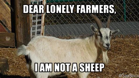 23 Funny Sheep Memes, Botch