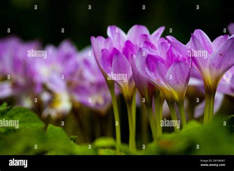 Plants in the world Stock Photo - Alamy