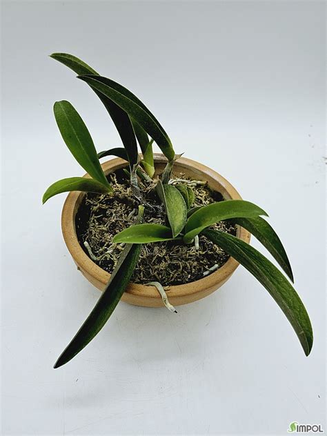 Cattleya Pumila Vinicolor 2 동ㆍ서양란 심폴