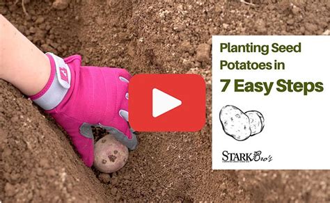 Planting Seed Potatoes In 7 Simple Steps With Video Stark Bros