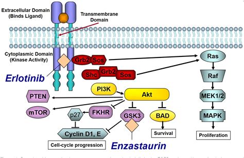 [PDF] Molecular mechanism underlying the pharmacological interactions ...