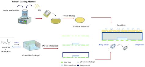 The structure of the asymmetric microfluidic/chitosan device. (a) 3D ... 