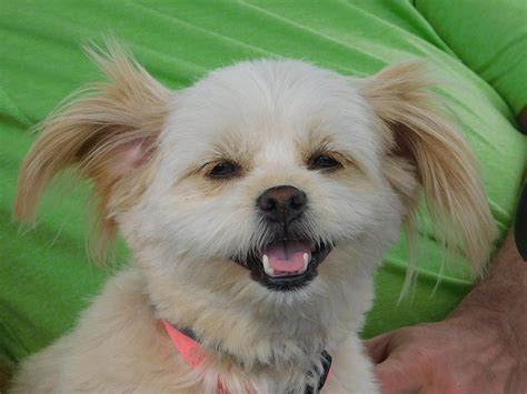 Open Dog House At The Broome County Dog Shelter