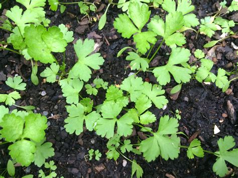 Tips for growing parsley – small green things