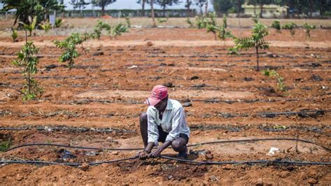 Groundwater Depletion Haryana CM Pushes For Micro Irrigation