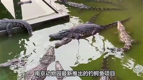 南京动物园推出钓鳄鱼项目，孩子手握钓杆与扬子鳄近距离接触！ 动物视频 搜狐视频