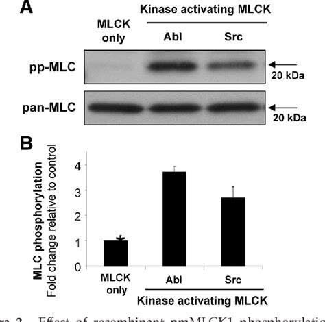 Figure From Abl Tyrosine Kinase Phosphorylates Nonmuscle Myosin Light