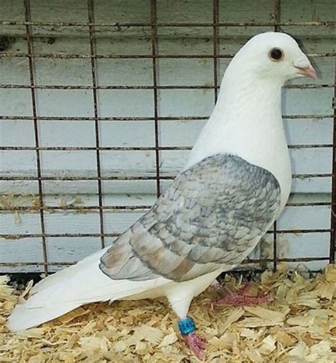 Rare Colored Racing Homers Homing Pigeons For Sale Artofit