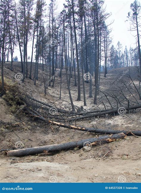 Forest Fire Damage Stock Photo Image Of Emergency Forest 64537328