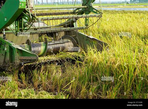 Automatic rice harvester machine is being used to harvest the fields and it is ripe and yellow ...