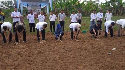 Mesuji Lampung Jadi Lokasi Pertama Kemitraan Budidaya Singkong