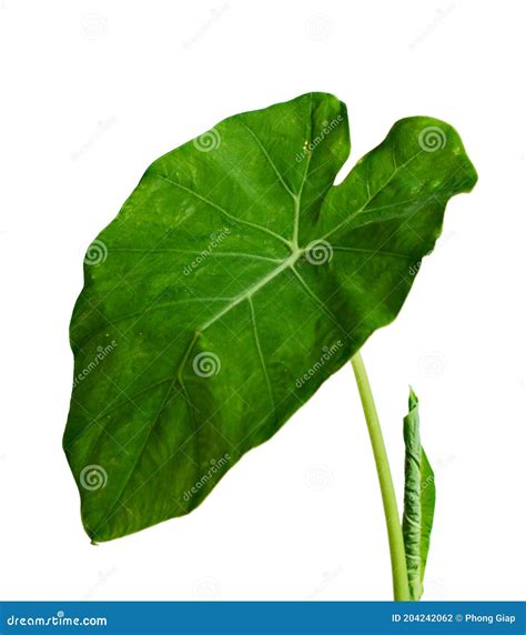 Elephant Ear Taro Leaf Stock Photo Image Of Plant 204242062