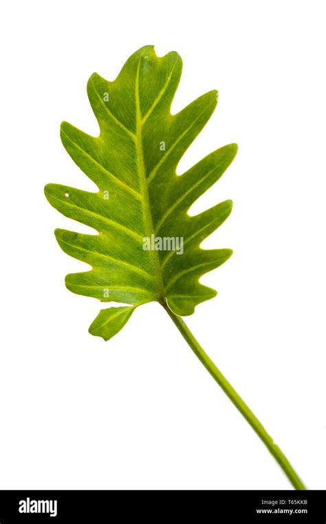 Planta xanadu fotografías e imágenes de alta resolución Alamy