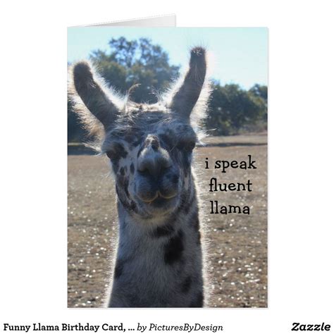 Funny Llama Birthday Card, I speak fluent llama... Card (many thanks!)