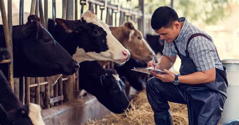 Cattle Worm Control At Housing