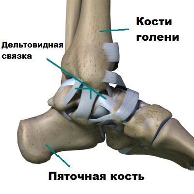 Артроз голеностопного сустава - признаки, виды болезни, как вылечить ...