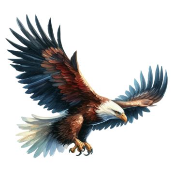 bald eagle   transparent background transparent eagle image