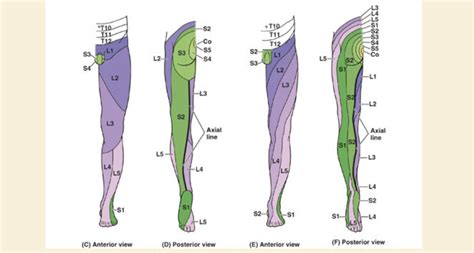 Lower Extremity Dermatomes And Myotomes Reflexes Grepmed 56 Off