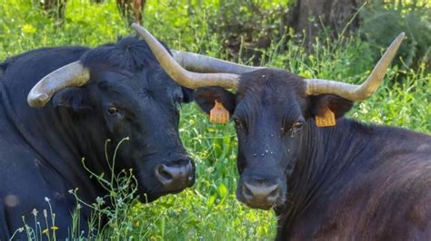 Un semental de récord graban cómo un toro de un hierro onubense se