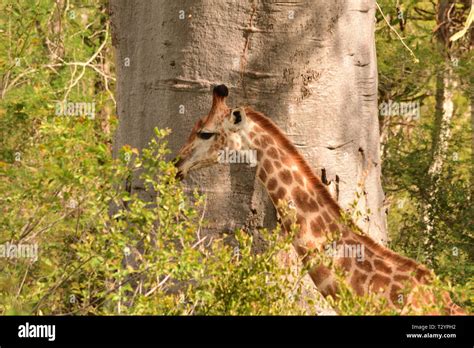 Giraffe browsing in wildlife park in Angola Stock Photo - Alamy