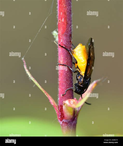 Adult Yellow Sawfly Arge Cyanocrocea Stock Photo Alamy