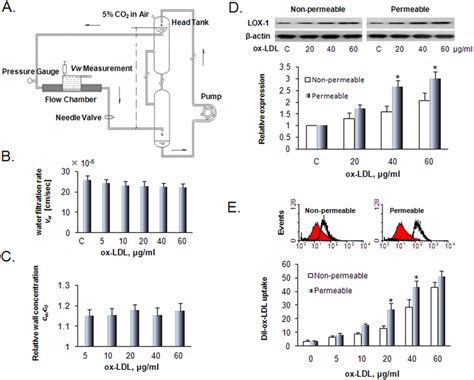 Concentration Polarization Of Ox Ldl Increases Lox 1 Expression And