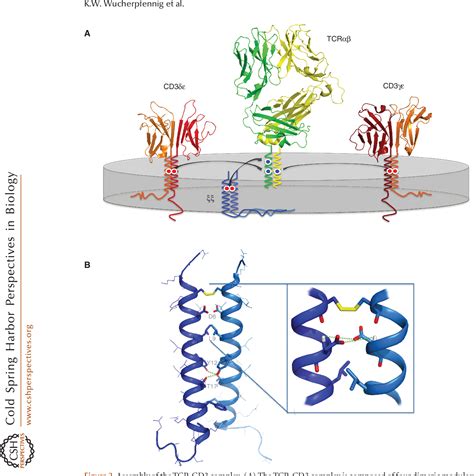 Figure From Structural Biology Of The T Cell Receptor Insights Into