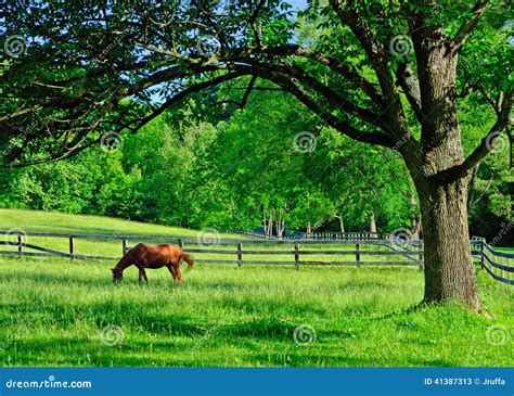 Um Cavalo Solitário Que Pasta Em Um Pasto Rural Da Exploração Agrícola